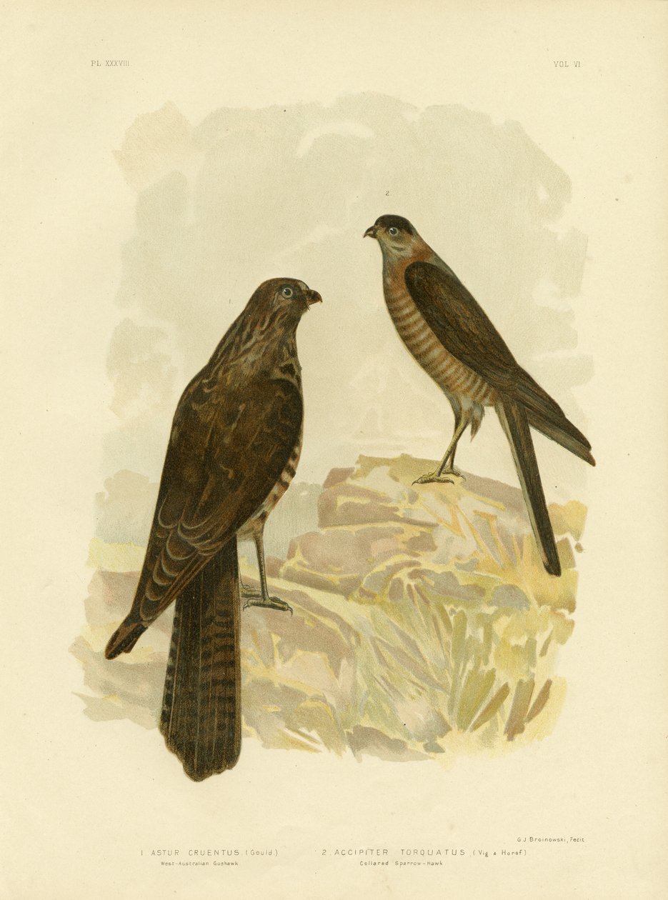 West-Australian Goshawk, 1891 av Gracius Broinowski