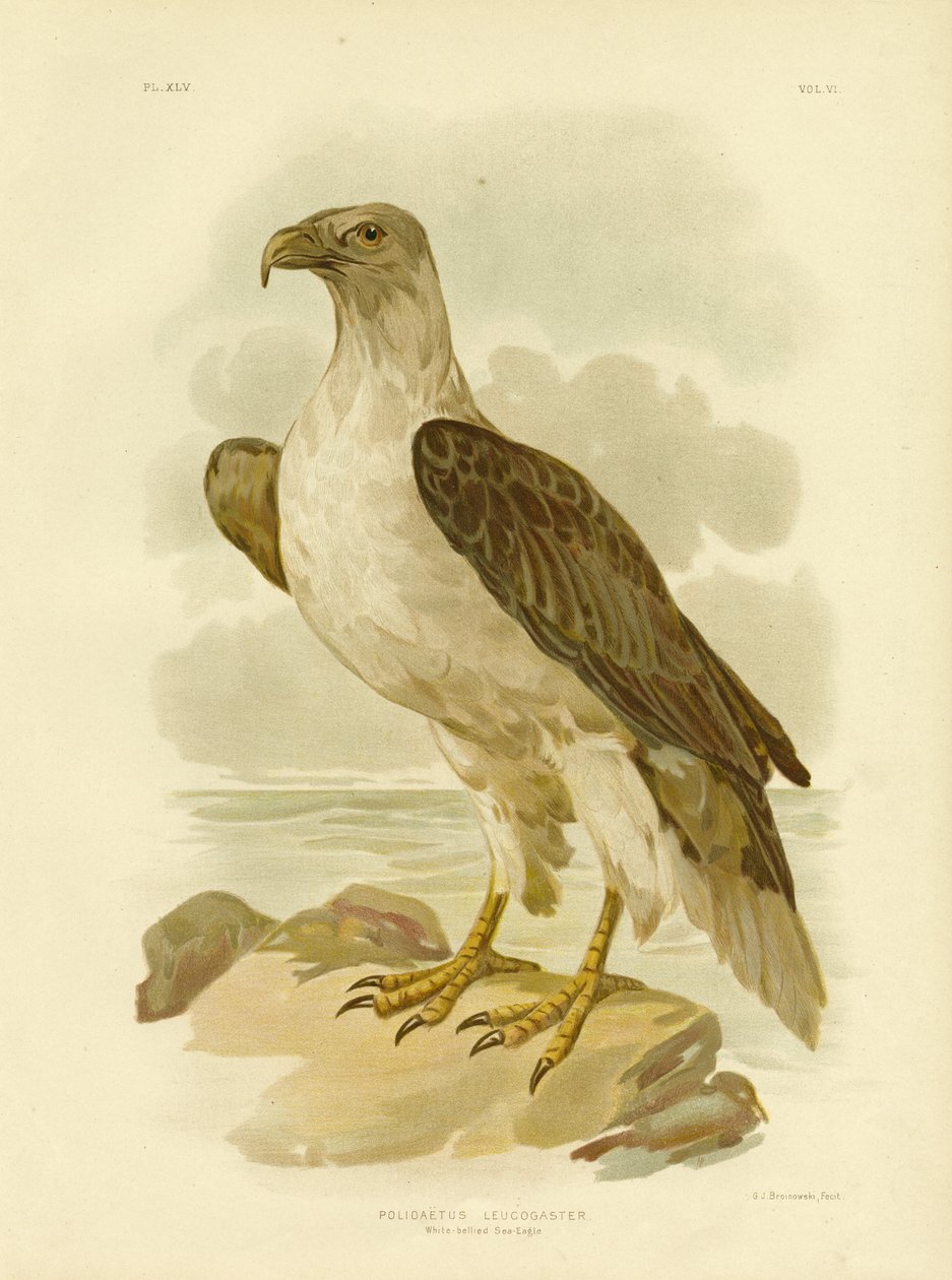 Vitbukad havsörn, 1891 av Gracius Broinowski