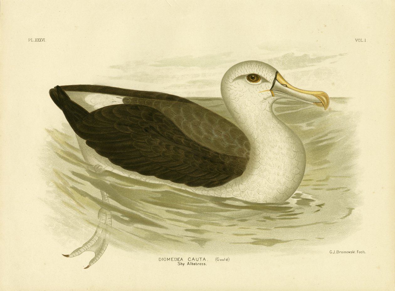 Vitklädd albatross, 1891 av Gracius Broinowski