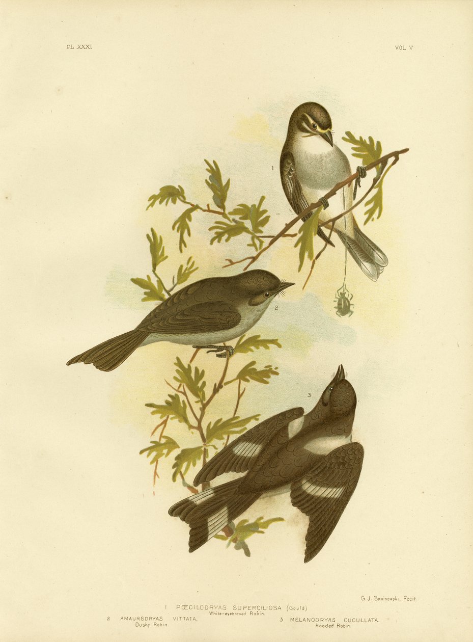 Robin med vita ögonbryn, 1891 av Gracius Broinowski