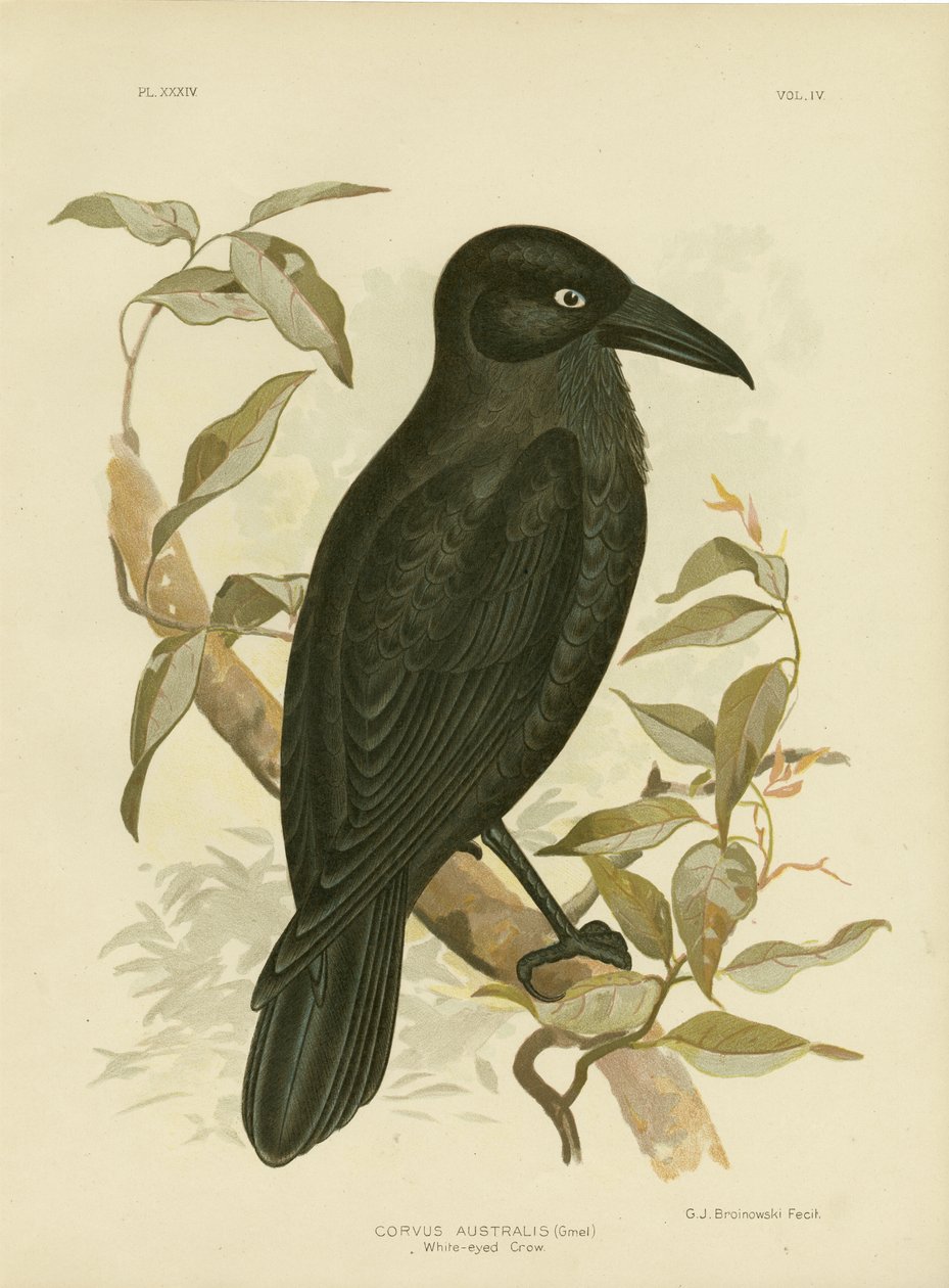 Vitögd kråka eller australisk korp, 1891 av Gracius Broinowski