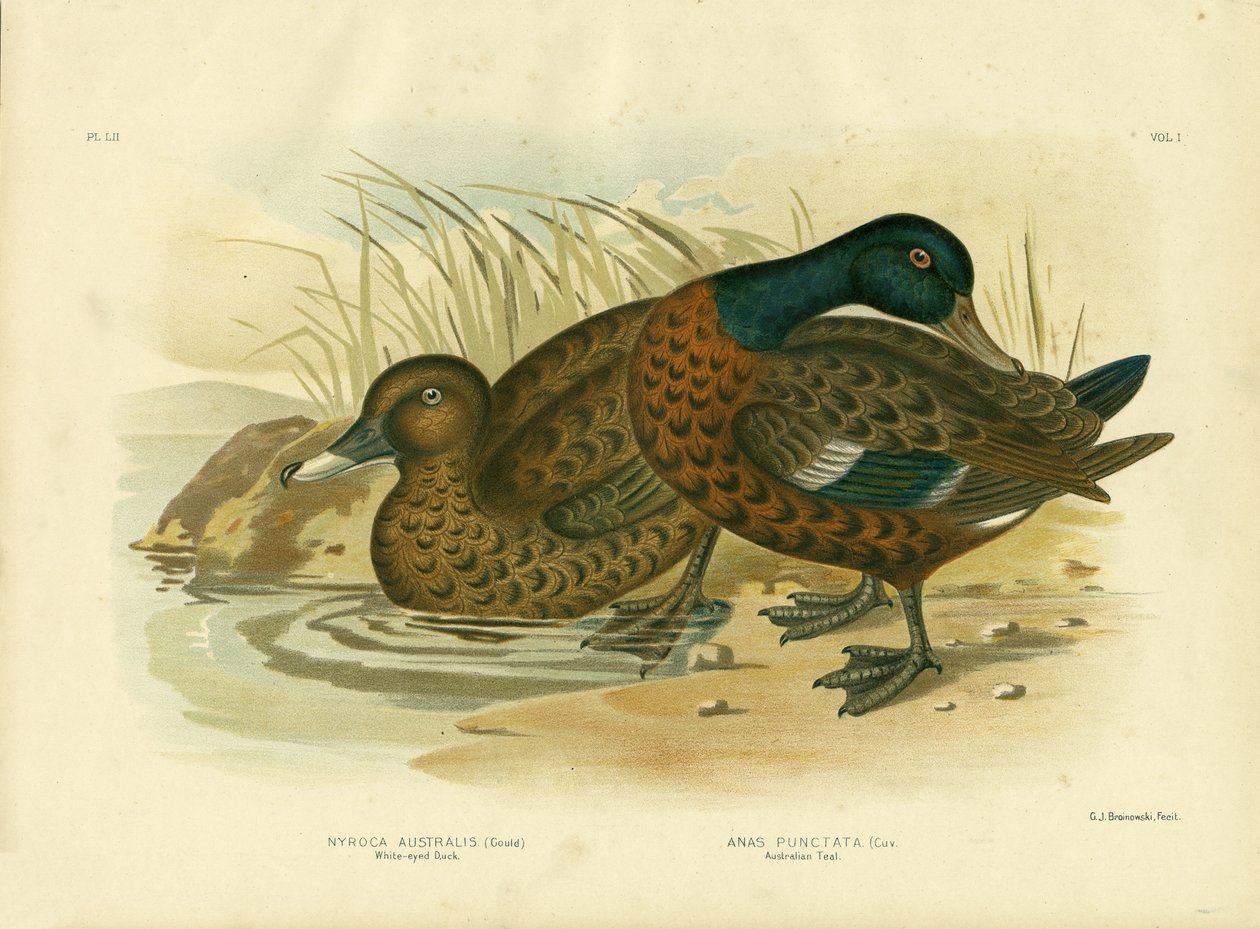 Vitögd anka, 1891 av Gracius Broinowski