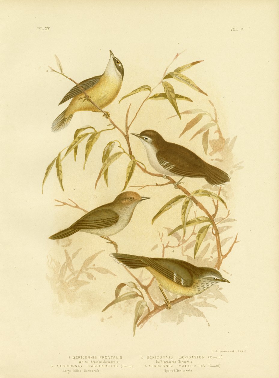 Vitbrokig buskskvätta eller vitbrynad buskskvätta, 1891 av Gracius Broinowski