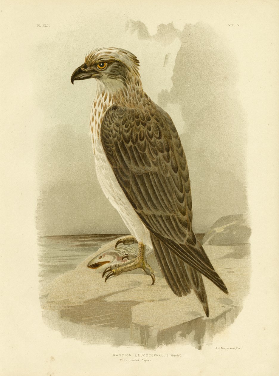 Vithuvad fiskgjuse, 1891 av Gracius Broinowski
