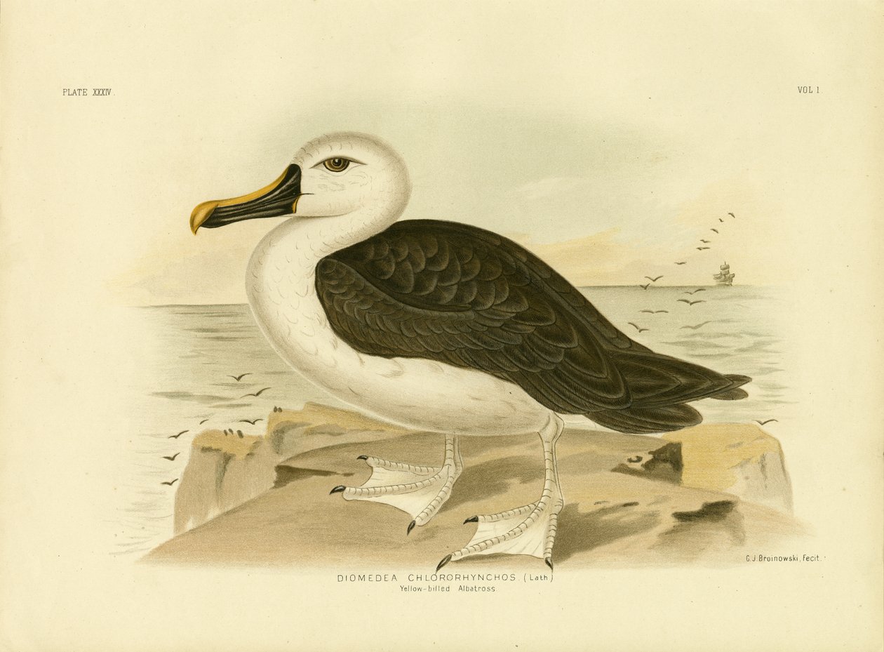 Gulnosig albatross, 1891 av Gracius Broinowski