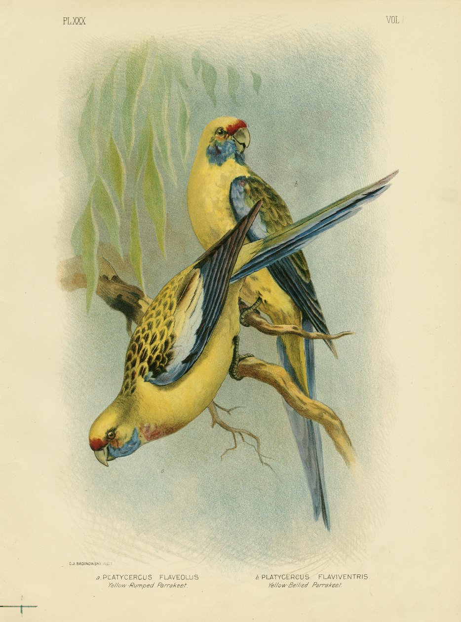 Gulrumpad parakit eller gul Rosella, 1891 av Gracius Broinowski