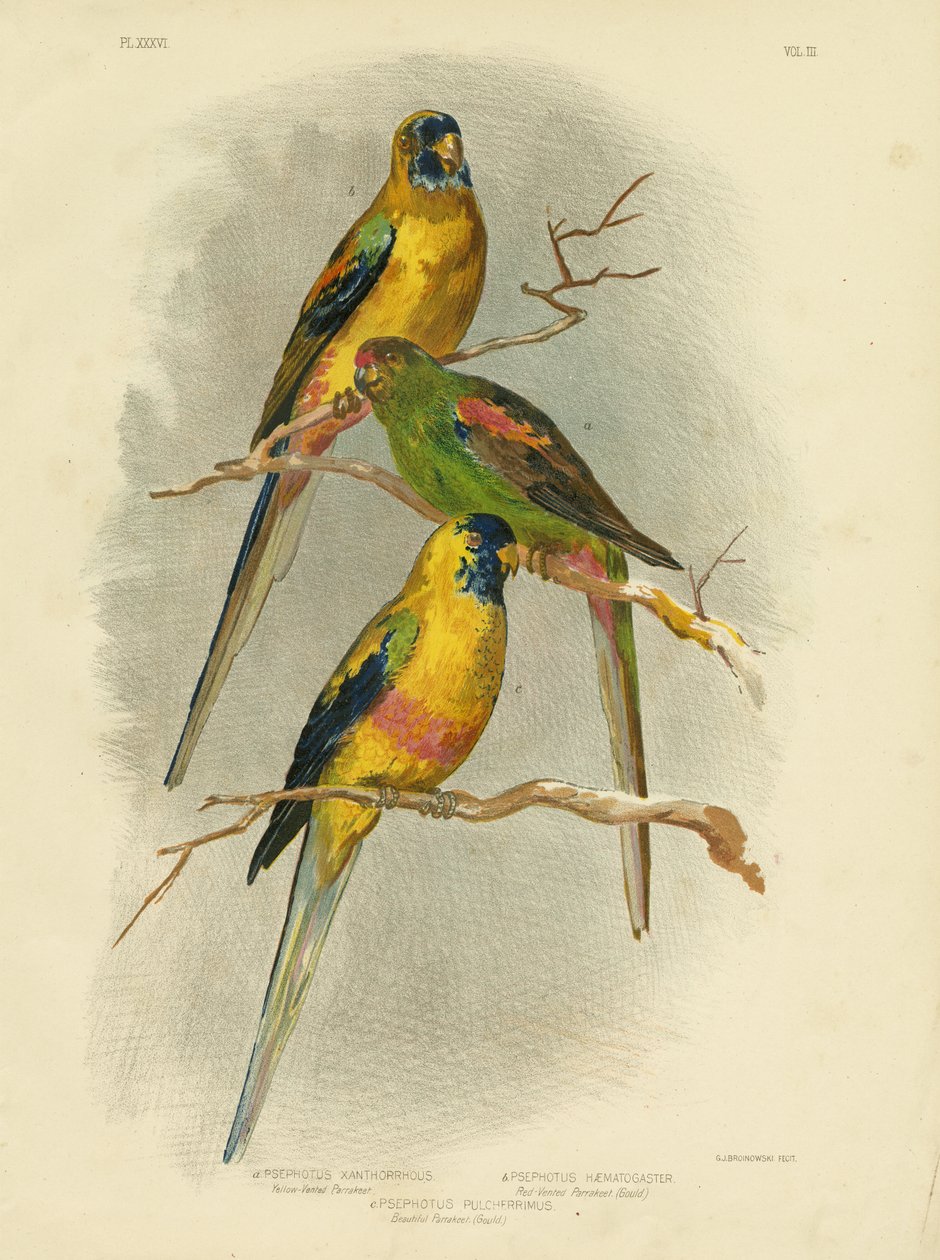 Gulventilerad parakit, 1891 av Gracius Broinowski