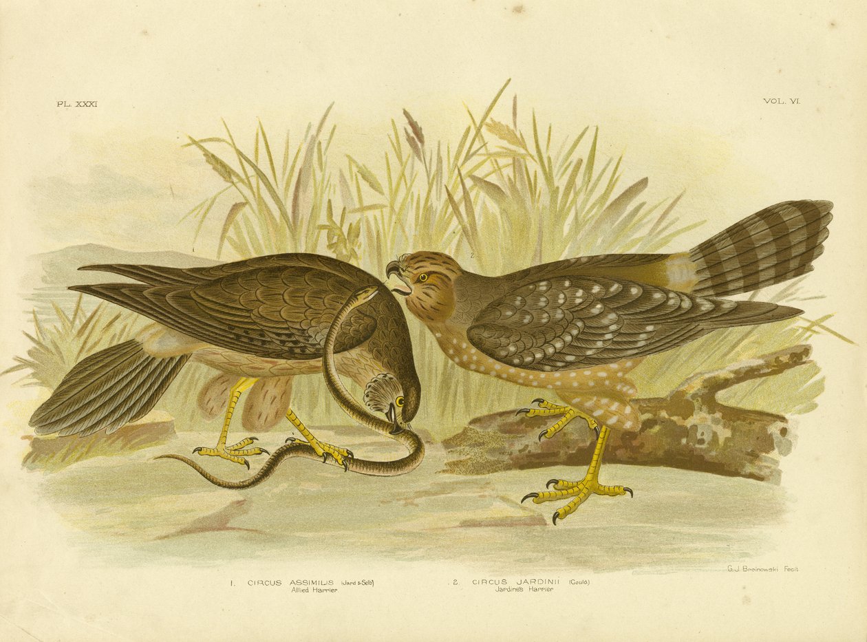 Allied harrier eller spotted harrier, 1891 av Gracius Broinowski