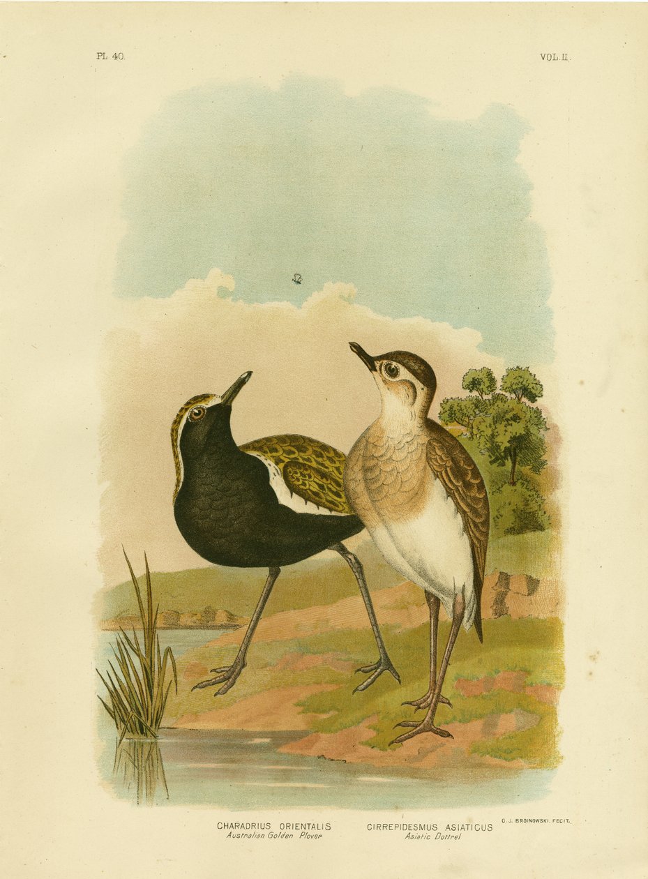 Australiensisk guldpipare eller Stillahavsguldpipare, 1891 av Gracius Broinowski