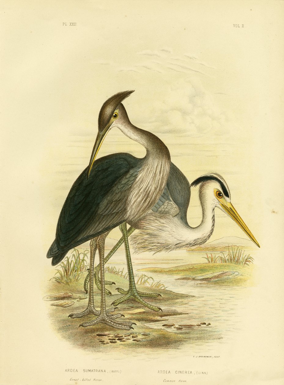 Stornäbbhäger eller Dusky-Grey Häger, 1891 av Gracius Broinowski