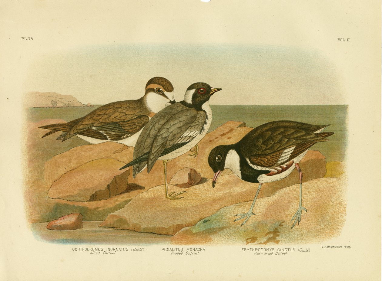Hooded Dotterel, 1891 av Gracius Broinowski