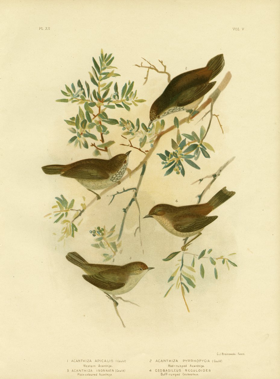 Inlandstaggnäbb eller bredstjärtad törnfågel, 1891 av Gracius Broinowski