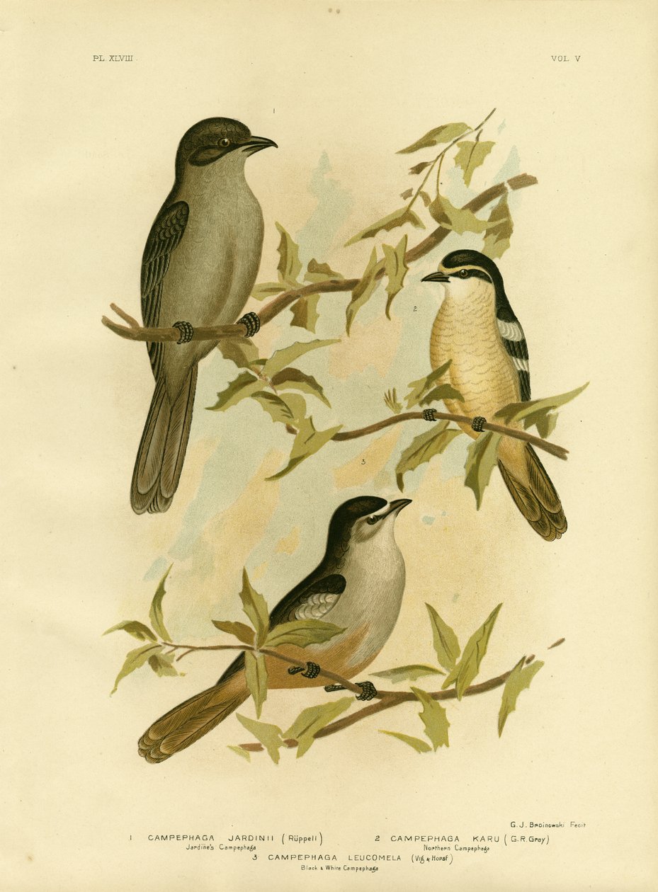 Jardines Campephaga eller vanlig cikadfågel, 1891 av Gracius Broinowski