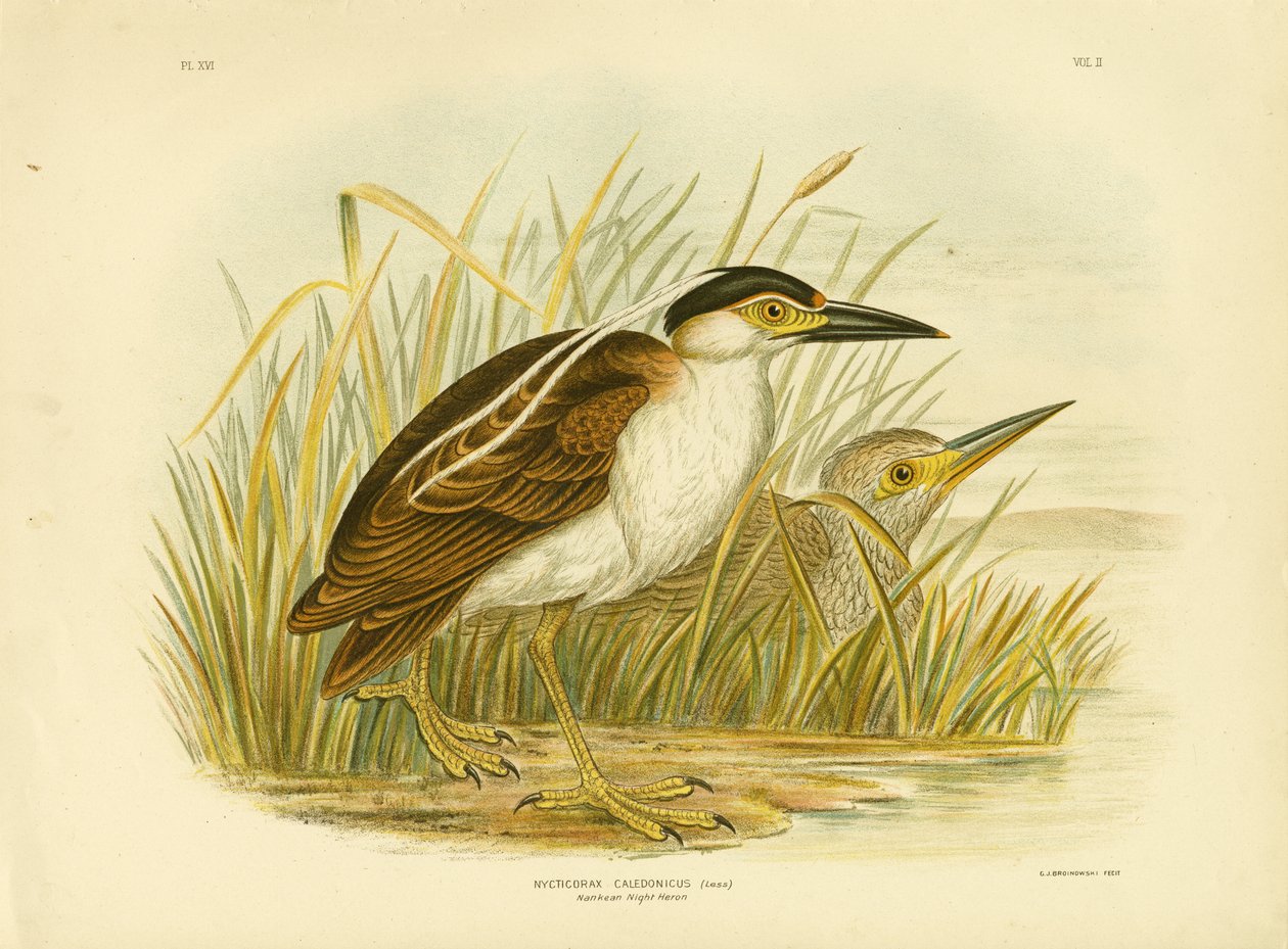 Nankean Night Heron Eller Nankeen Night Heron, 1891 av Gracius Broinowski