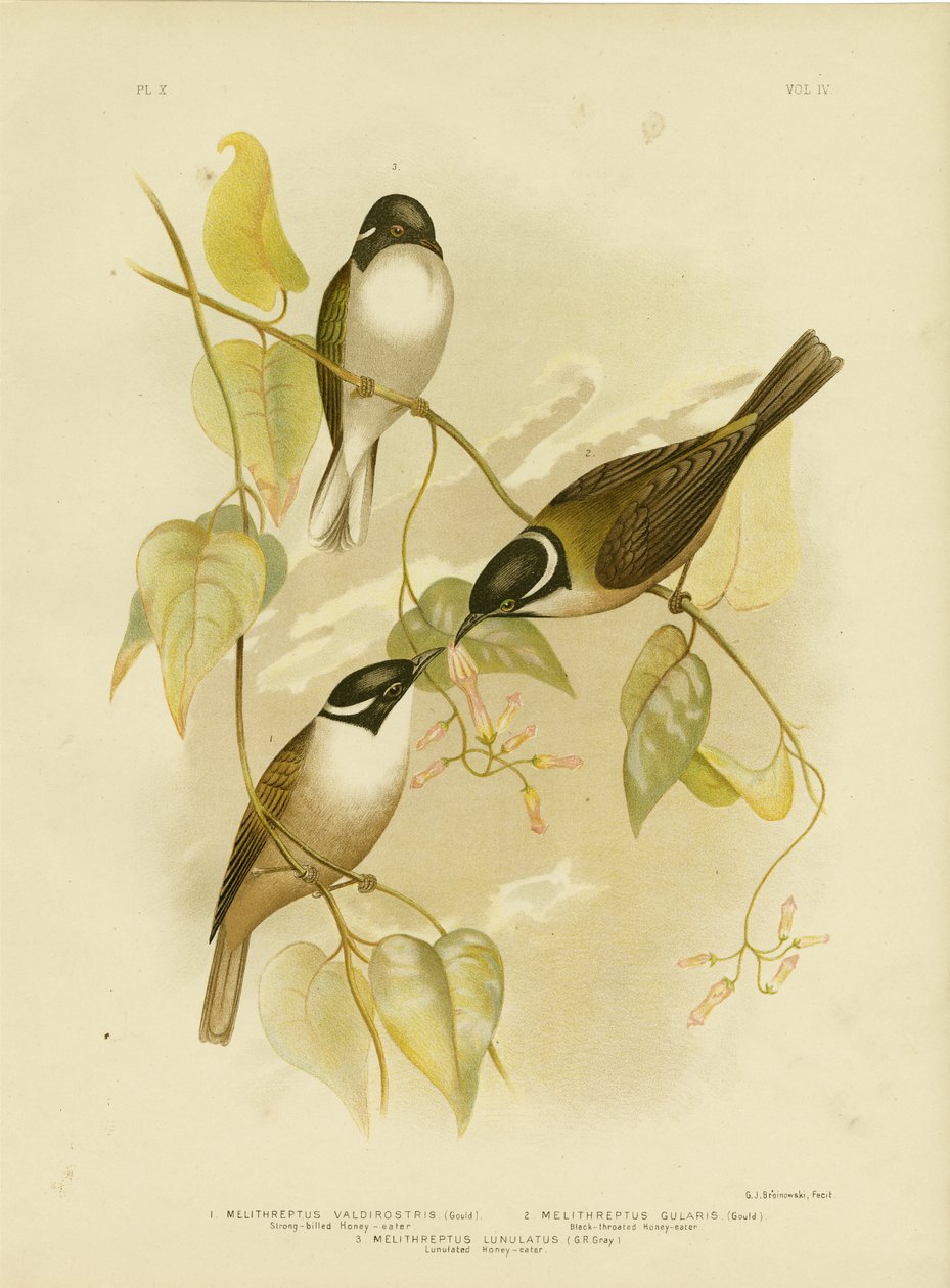 Starknäbbad honungsätare, 1891 av Gracius Broinowski