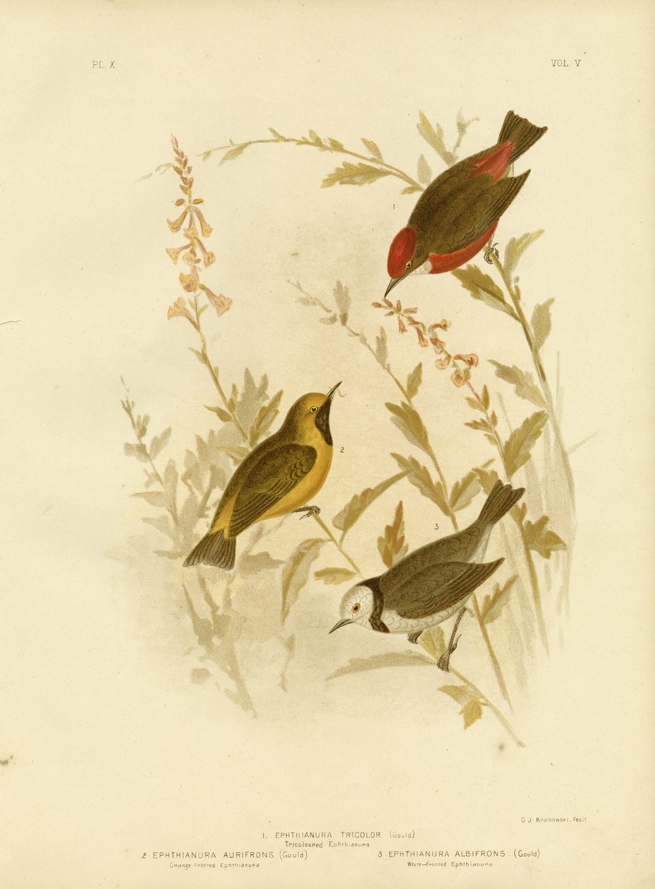 Trefärgad Ephthianura, 1891 av Gracius Broinowski