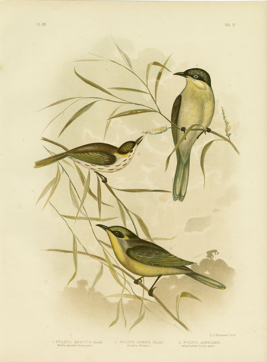 Honeyeater eller lila-Gaped honungsätare, 1891 av Gracius Broinowski