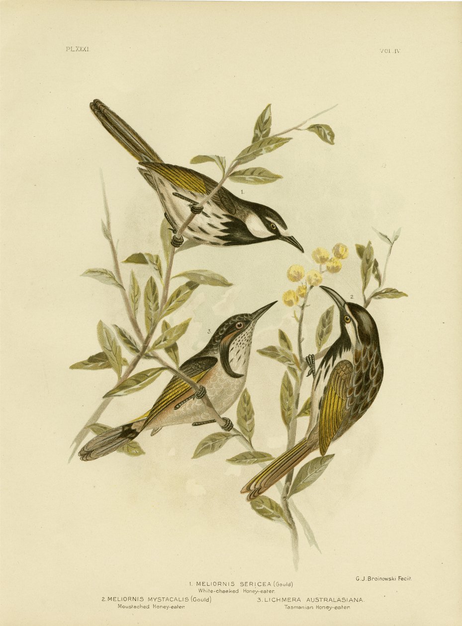 Vitkindad honungsätare, 1891 av Gracius Broinowski