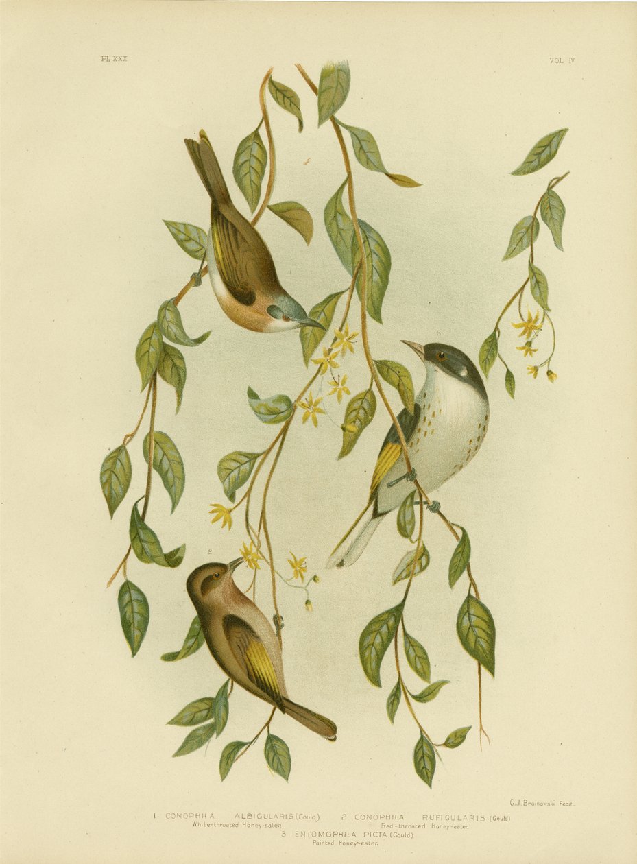 Vithalsad honungsätare, 1891 av Gracius Broinowski