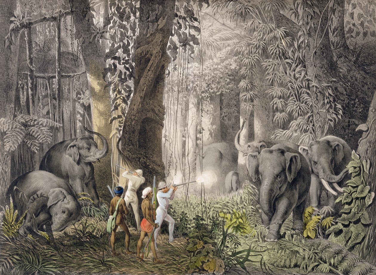 Elefantjakt i Logalla-regionen, ur Travels of Prince Emanual Andrasy in Eastindian Ceylon, Java, China and Bengal, graverad av Ciceri and Adams, publicerad 1859. av Emanuel Andrasy