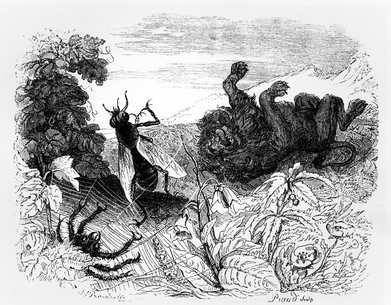 The Lion and the Gnat, illustration till 