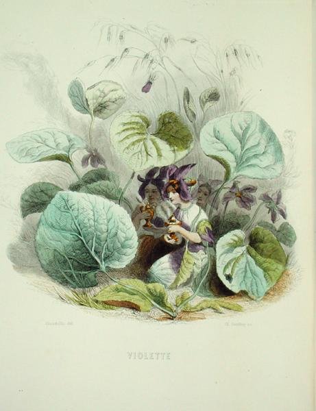 The Violet, från 