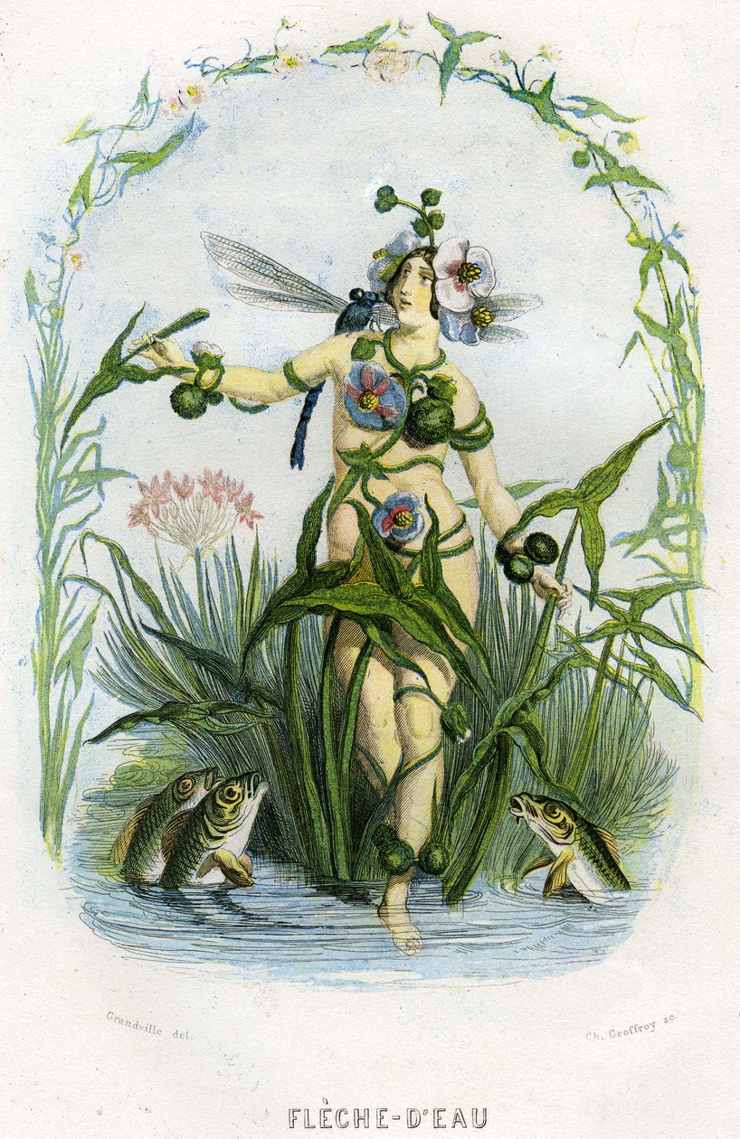 Illustration för "Les Fleurs Animees av Grandville (1803 47)