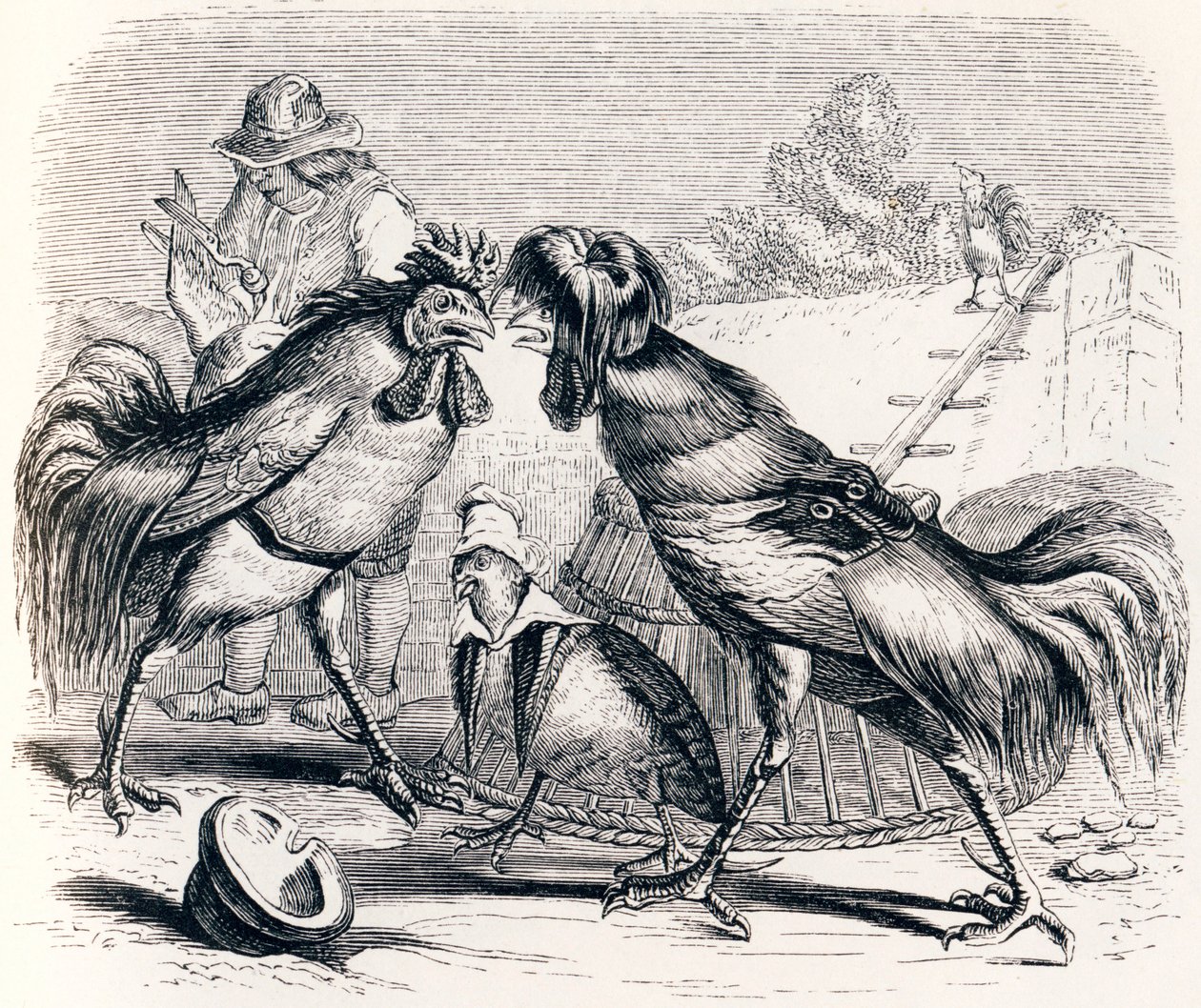 Rapphönan och de två stekarna - Fables av La Fontaine av Grandville