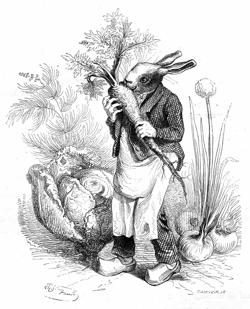 Grandville gravyr, ur boken "Djurens privata och offentliga liv (Les animaux painted par eux memes)", Hetzel edition 1867. Kaninträdgårdsmästare i hovar knaprar på en morot i sin köksträdgård eller odlar grönsaker (lök och kål). av Grandville (1803 47)