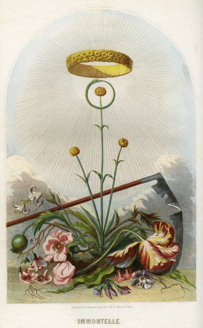 Illustration för "Les Fleurs Animees av Grandville (1803 47)