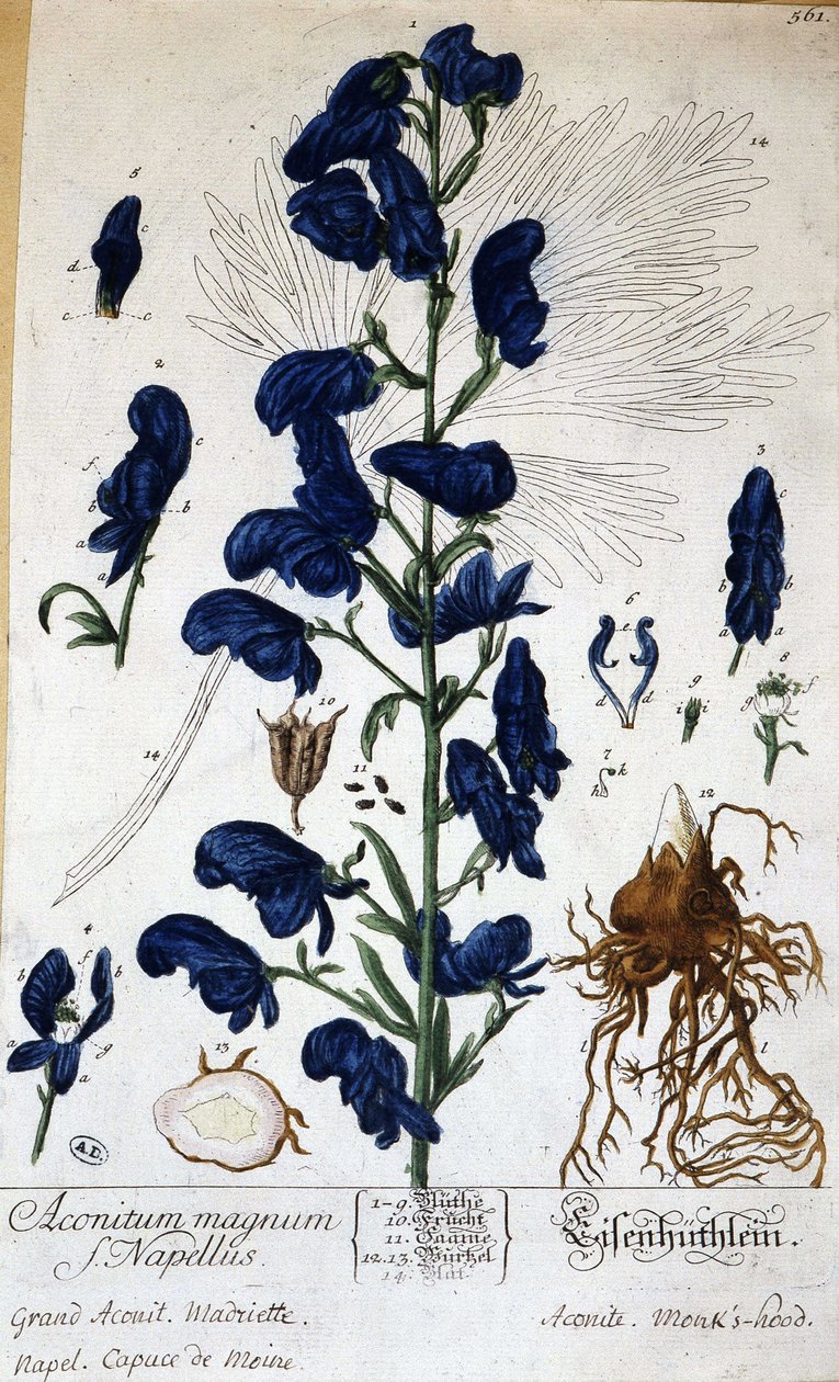 Stor akonit, munkkappa (aconitum magnum) - i "" Animated Flowers"" av Grandville, n.d. 19:e. av Grandville