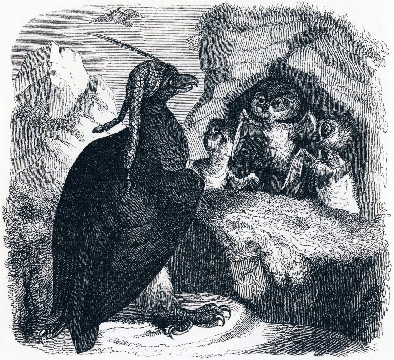 Örnen och ugglan (L