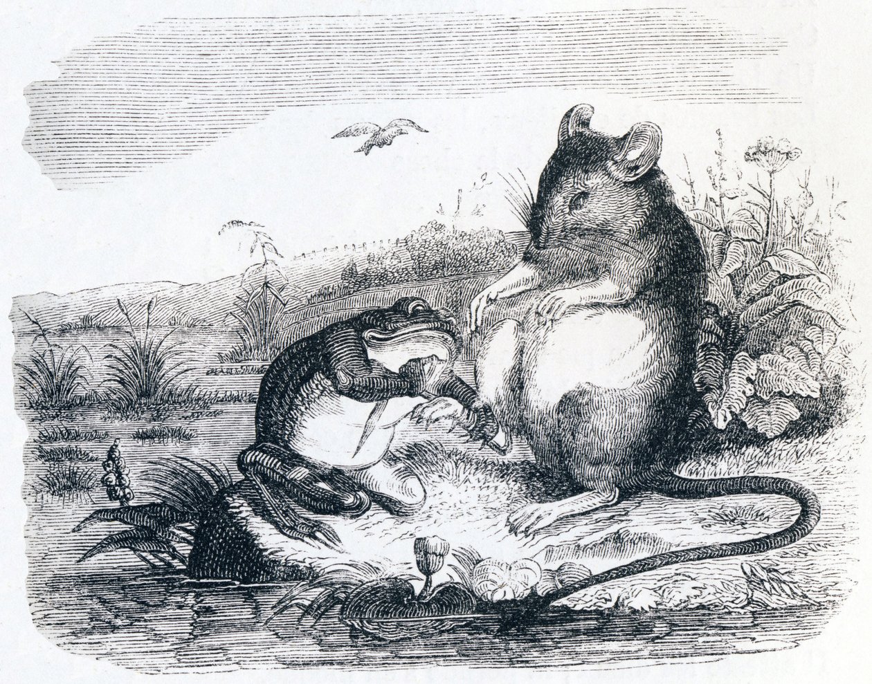 Grodan och råttan - Fables av La Fontaine av Grandville