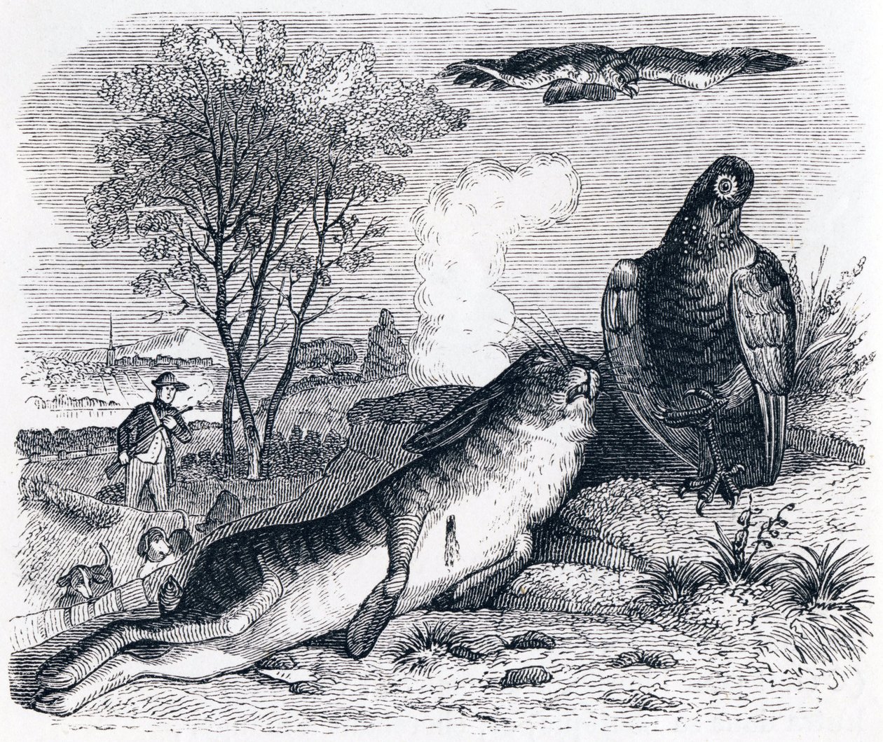 Haren och rapphönan - Fables av La Fontaine av Grandville