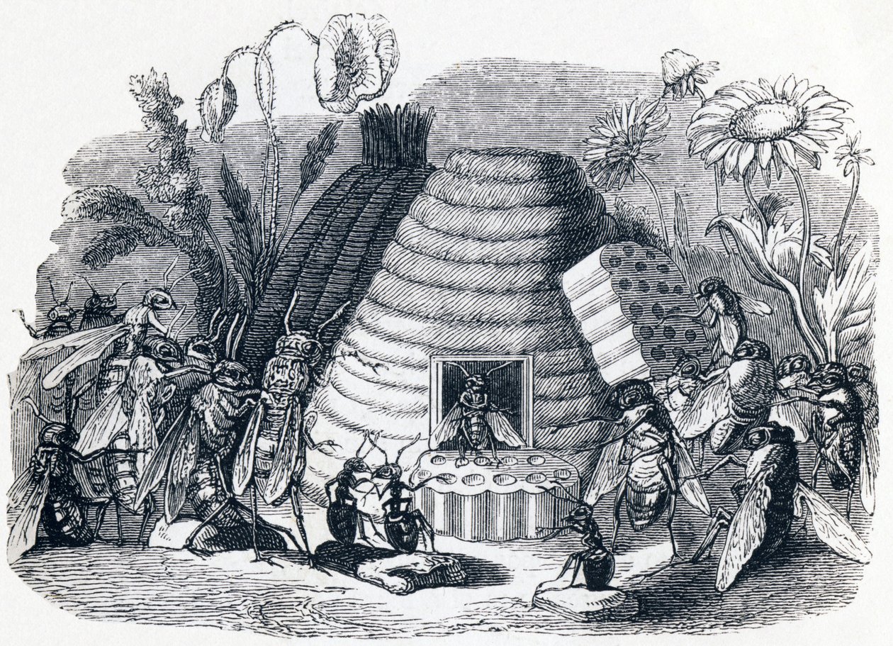 Bålgetingarna och honungsflugorna - Fables av La Fontaine av Grandville