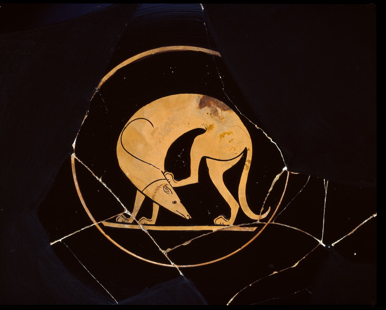 Attic bägare med röd figur, detalj av en lakonisk hund som kliar sig i huvudet, av Euergides-målaren, c.500 f.Kr. keramik av Greek
