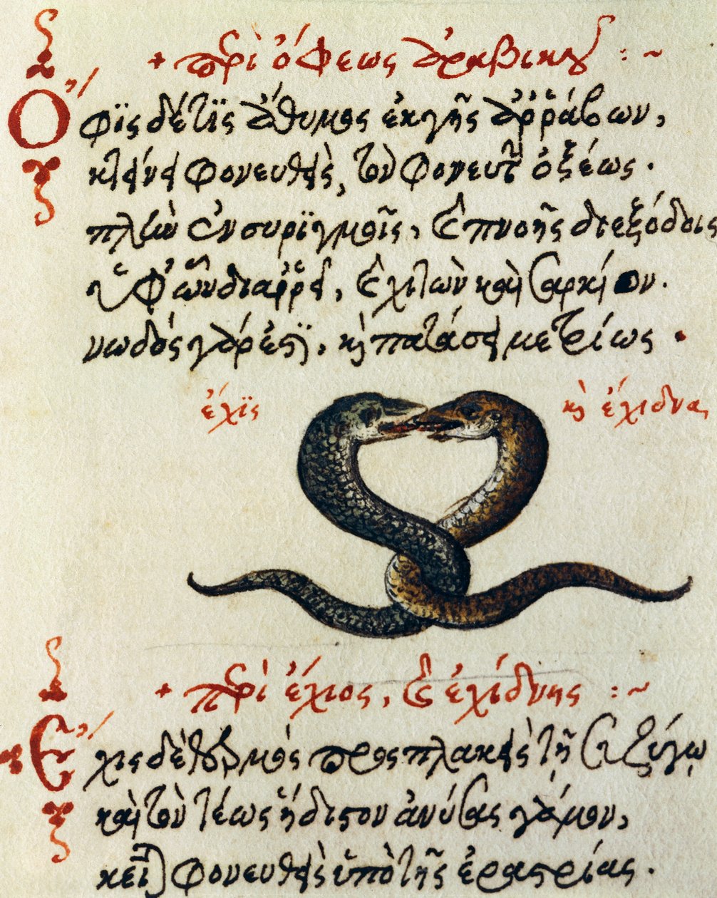 Ormkoppling, test och miniatyr från De animalium natura et proprietate libellus, av Aelianus (2:a-3:e århundradet e.Kr.) av Greek School
