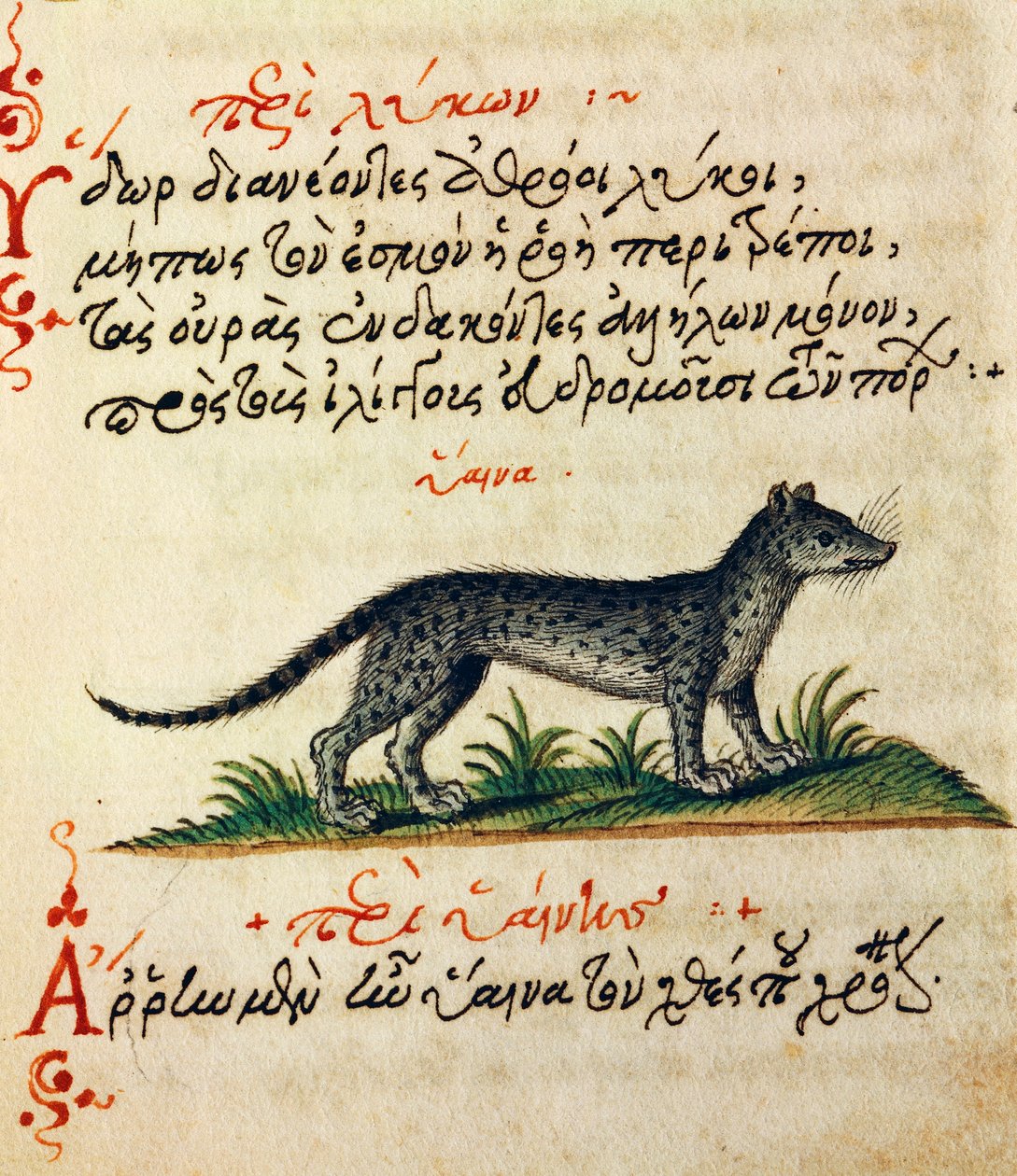 Avhandling om hyena, test och miniatyr från De animalium natura et proprieta libellus, av Aelianus (2:a-3:e århundradet e.Kr.) av Greek School