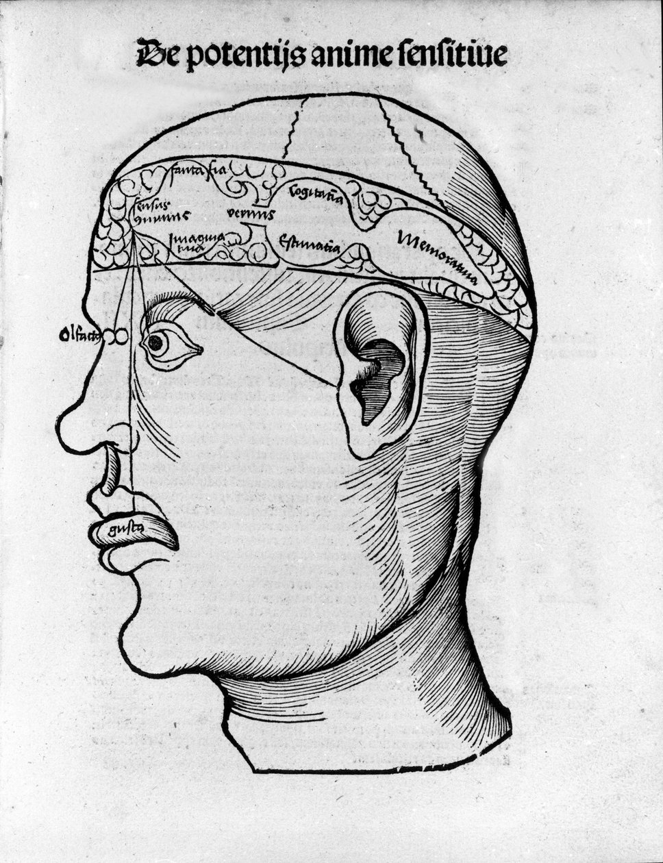 Hjärnskärning: studie för lokalisering av olika hjärnfunktioner. Gravyr från "Margarita phylosophia" av Gregor Reisch (1467-1525), Bale av Gregor Reisch