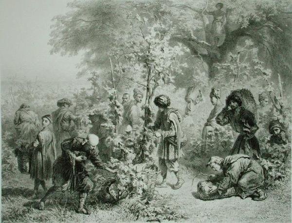Druvskörd i Kakhetie, Georgia, plåt 30 från en bok om Kaukasus, graverad av Eugene Le Roux (1807-63) utgiven av Alfred Leon Lemercier, Paris av Grigori Grigorevich (after) Gagarin