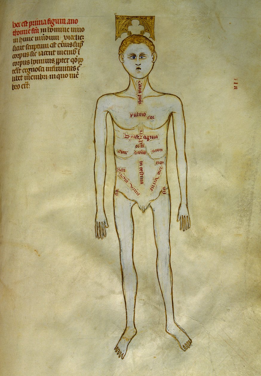 Anatomi och kirurgiska styrelser: lokalisering av manliga organ. I ""Liber notables Philippi den sjunde kungen av frankerna, extraherad från Galiens böcker""" av Gui de Pavia omkring 1345. Chantilly, Musee Conde av Guido da Vigevano da Pavia