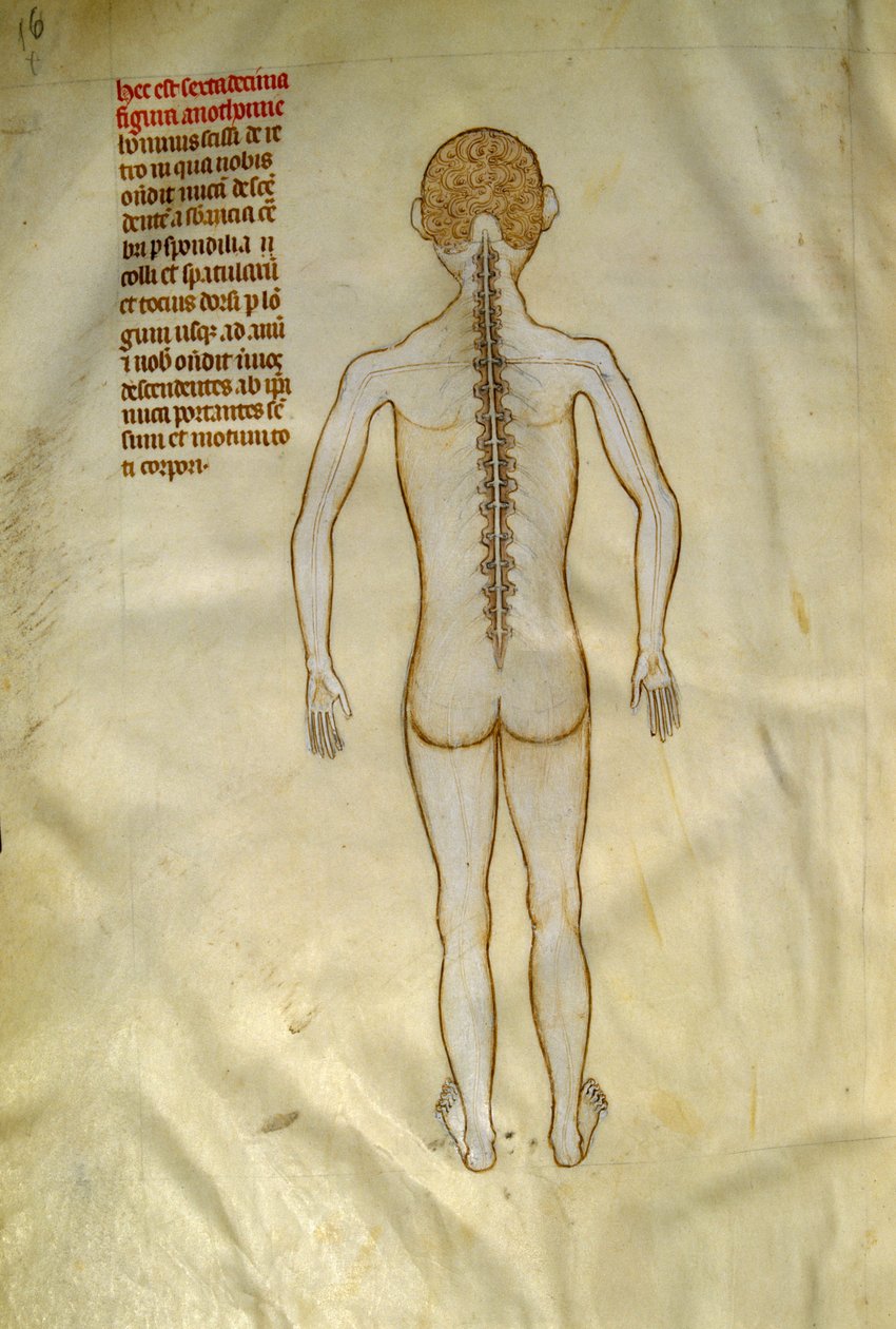 Anatomi och kirurgiska brädor: ryggmärg (i kotorna på kotpelaren). I ""Liber notables Philippi den sjunde kungen av frankerna, extraherad från Galiens böcker""" av Gui de Pavia omkring 1345. Chantilly, Musee Conde av Guido da Vigevano da Pavia