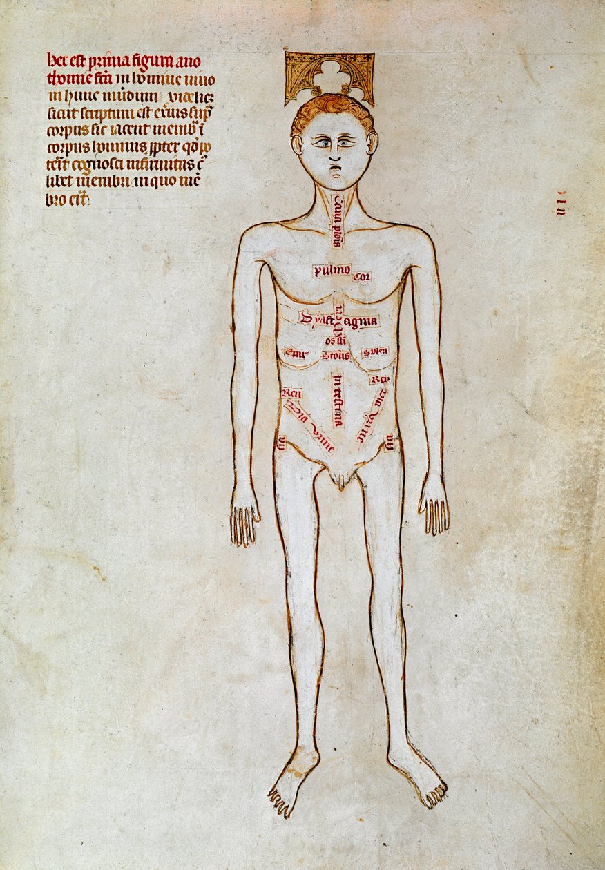 Kirurgi: representation av människokroppen. Miniatyr i ""Liber notables Philippi den sjunde kungen av frankerna, extraherad från Galiens böcker"" skriven av Gui (kille) av Pavia av Guido da Vigevano da Pavia