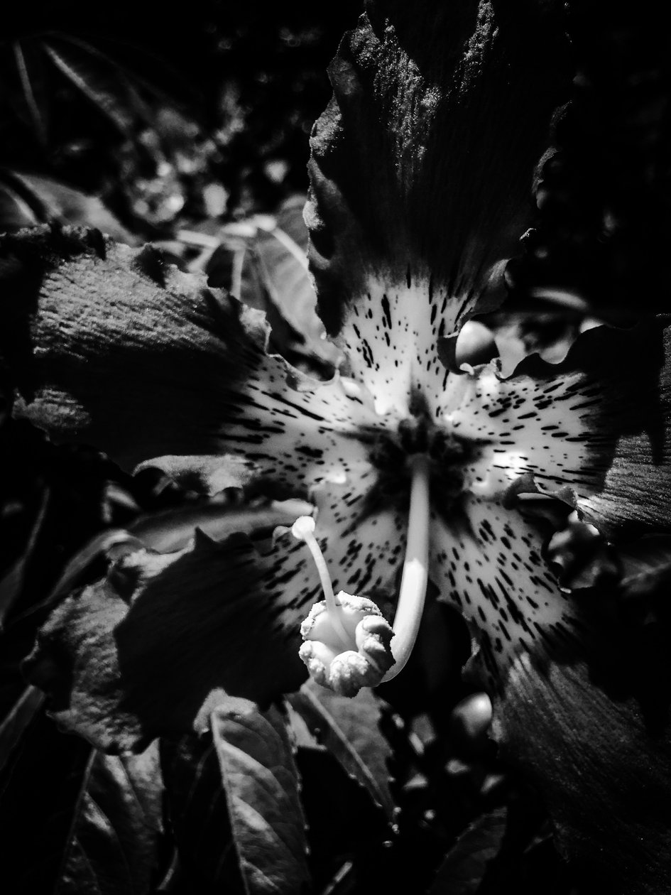 Blomma nr 20, 2025 (foto) av Guilherme Pontes