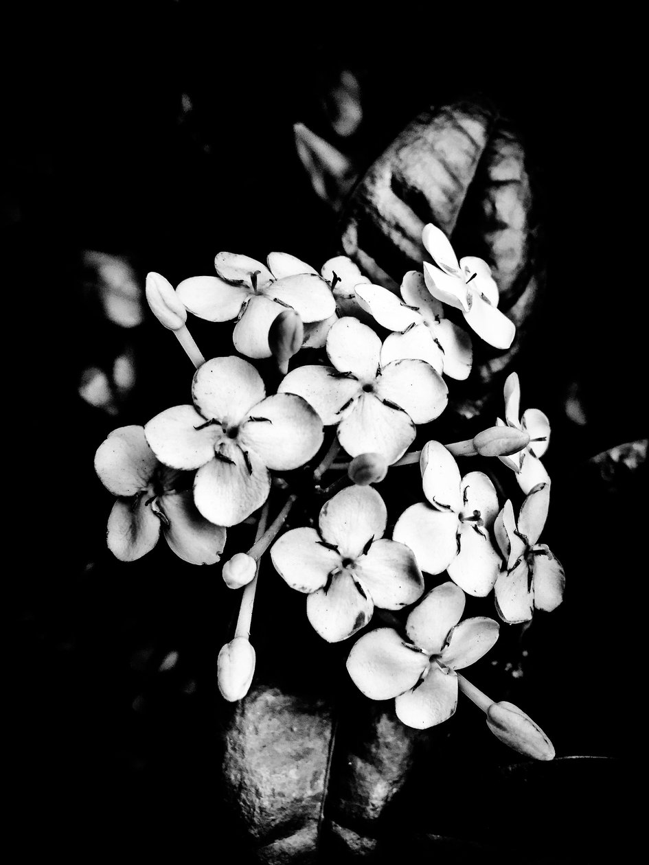 Blomma nr 26, 2025 (foto) av Guilherme Pontes