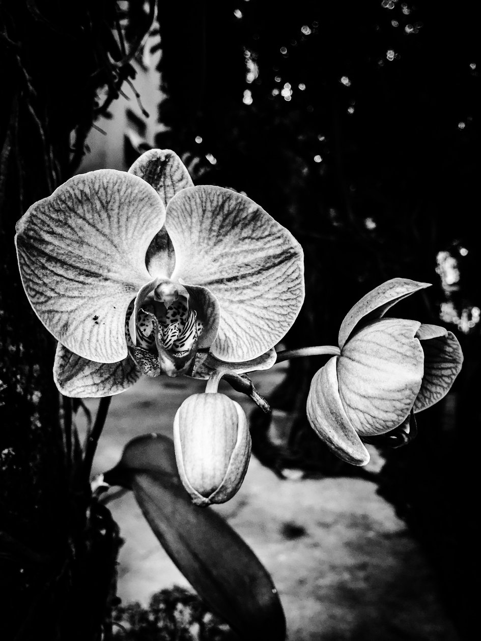 Flower nº 5, 2025 (foto) av Guilherme Pontes