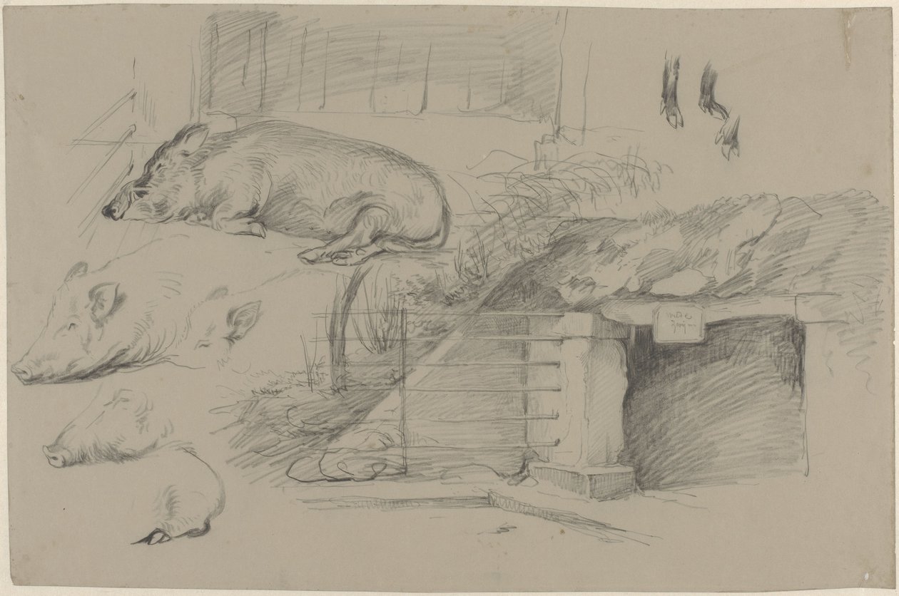 Skissblad med studier av grisar i vildsvinsparken i Artis av Guillaume Anne van der Brugghen