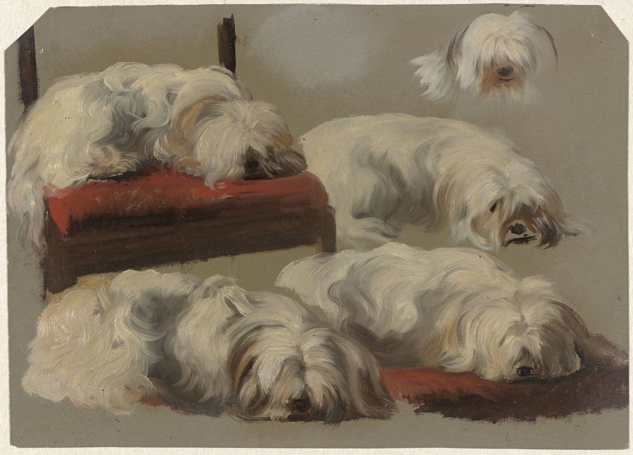 Studier av en vit knähund av Guillaume Anne van der Brugghen