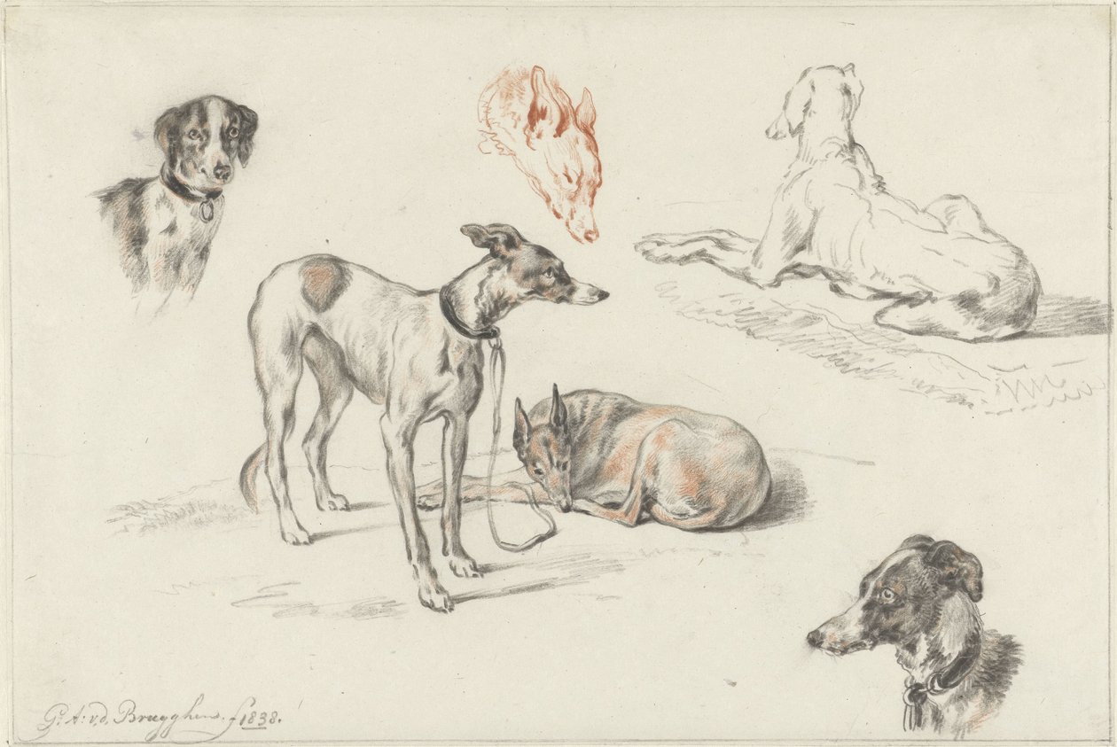 Studier av hundar av Guillaume Anne van der Brugghen