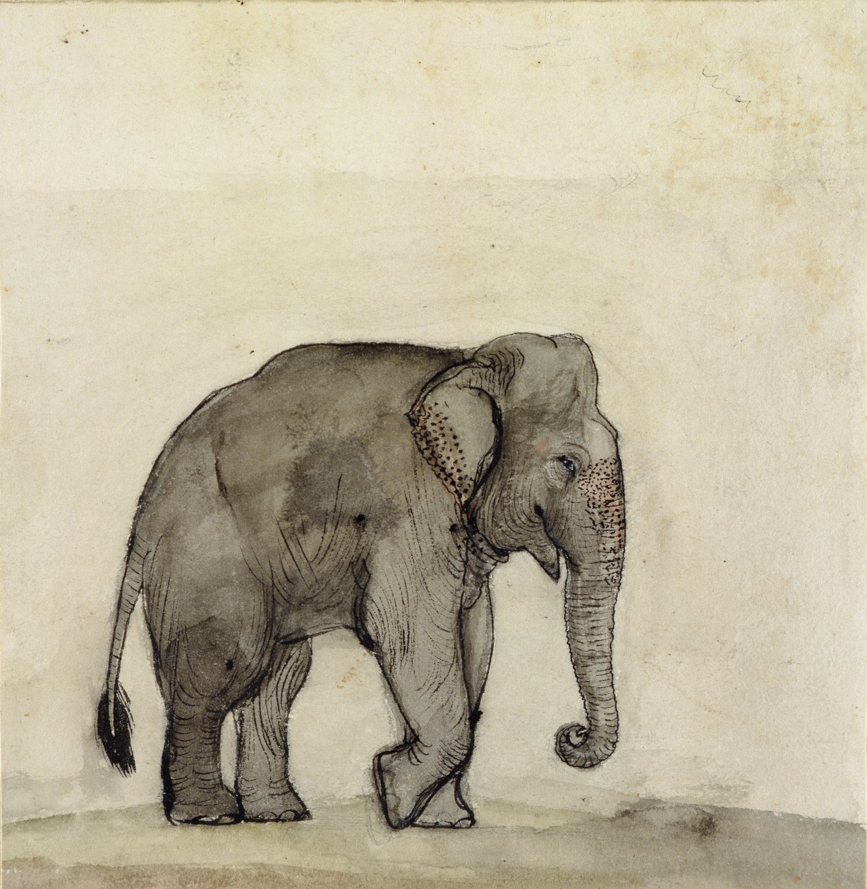 Elefant, ca 1790 (penna och bläck, tvätt och vax på papper) av Gungaram Tambat